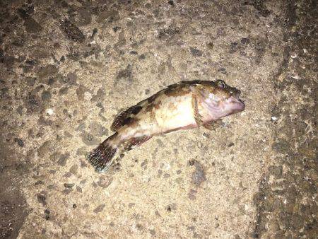 アジング好調ただサイズは小さかった。