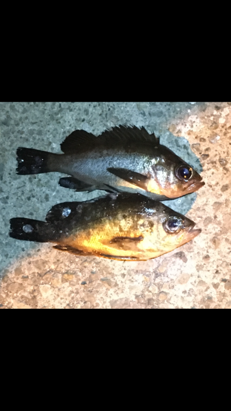 メバルが釣れた！