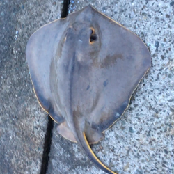 アジの泳がせでエイが釣れた！