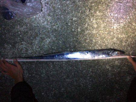 タチウオまだ釣れてる！