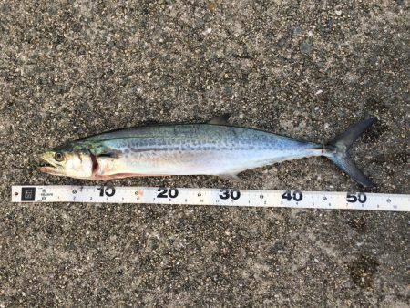 ショアジギング