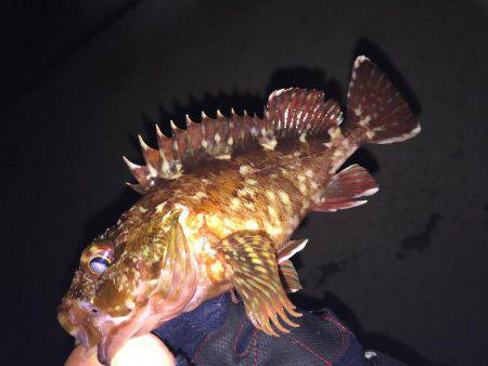 ライトライトリト