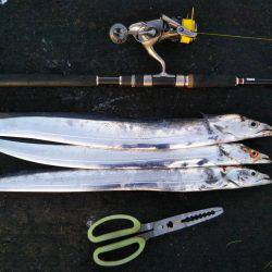 阿南市の辰巳北突堤テンヤでタチウオ