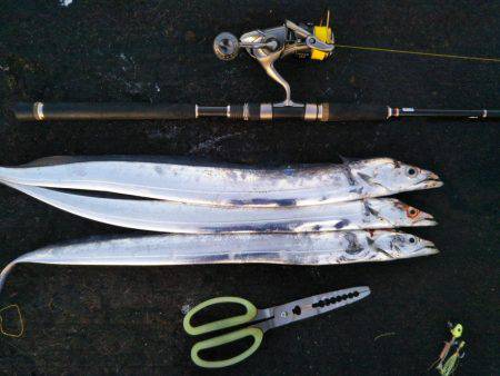 阿南市の辰巳北突堤テンヤでタチウオ