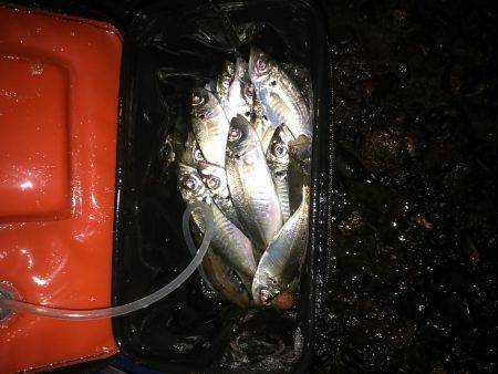 二刀流アジング