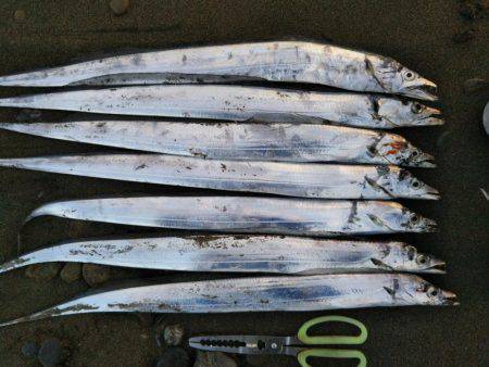 阿南市の那賀川河口テンヤでタチウオ