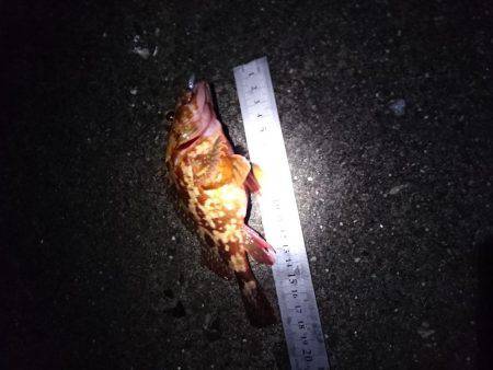 いつもより大きめ？