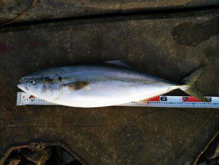 徳島県阿南市の那賀川河口、ブリ＆タチウオ