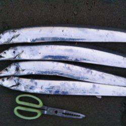 阿南市の那賀川河口でブリ＆タチウオ