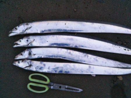 阿南市の那賀川河口でブリ＆タチウオ