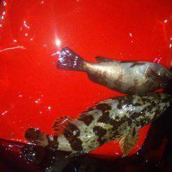 アジング&ショアジギ