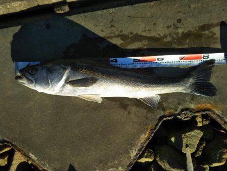 阿南市の淡島突堤でタチウオ、那賀川河口でス…