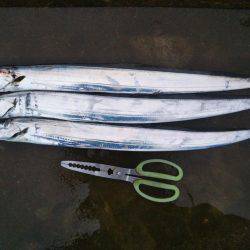 阿南市の那賀川河口テンヤでタチウオ