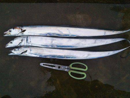 阿南市の那賀川河口テンヤでタチウオ