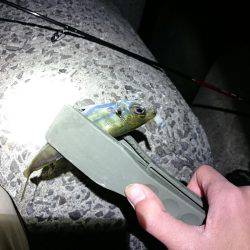 外側大荒れ小物狙いでガマン…