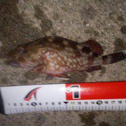 チニング&アジング