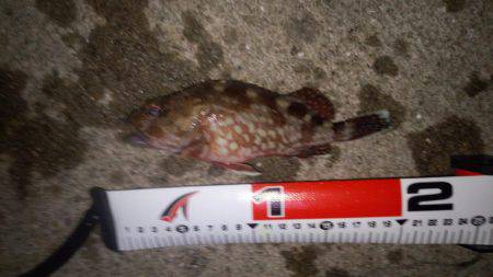 チニング&アジング