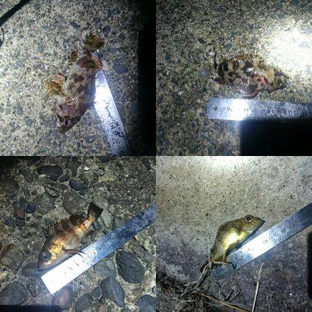 アジ狙いで行くも撃沈(21時~22時半 西大分赤灯台)