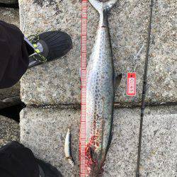 まだ、釣れましたショアジギング