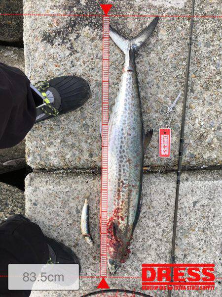 まだ、釣れましたショアジギング