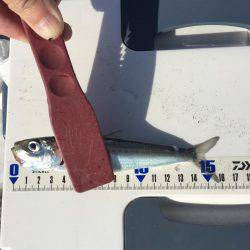 色々釣れました