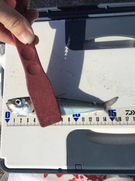 色々釣れました