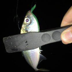 ジャンボアジを求めて