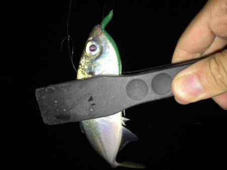 ジャンボアジを求めて