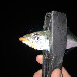 一投一匹で釣れ続きました