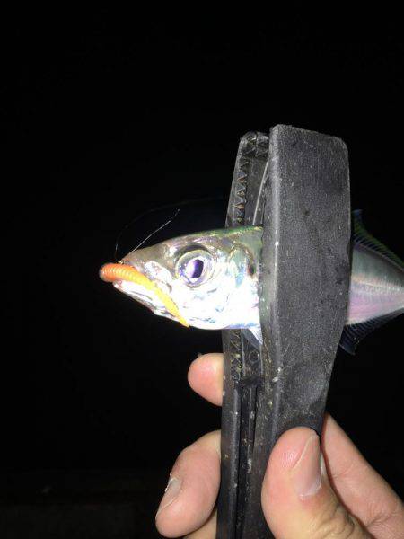 一投一匹で釣れ続きました