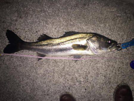 シーバス釣り納め