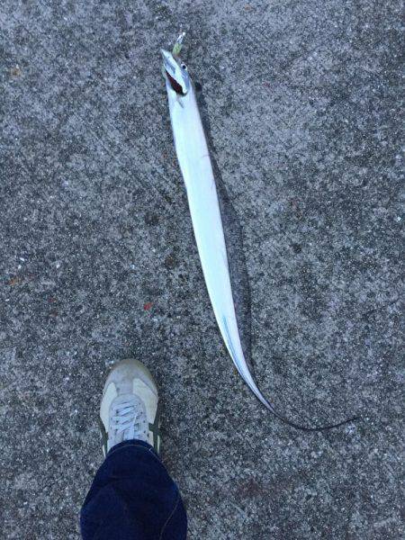 また行ってしまった。。