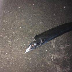 タチウオのみー