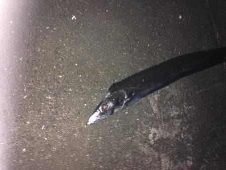 タチウオのみー