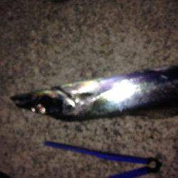 タチのみファイブ