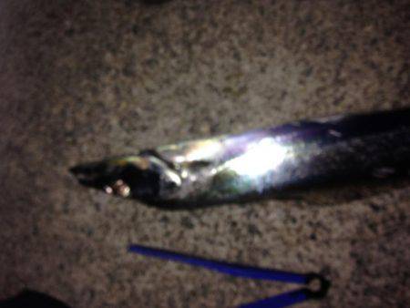 タチのみファイブ