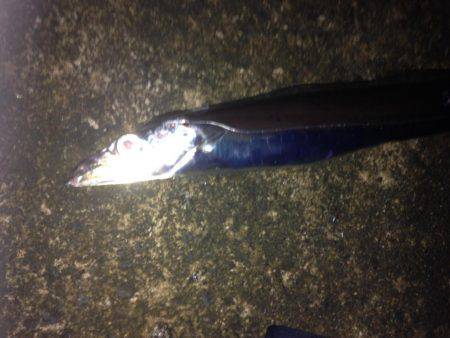 タチいちサゴに