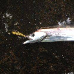 タチいちサゴいち