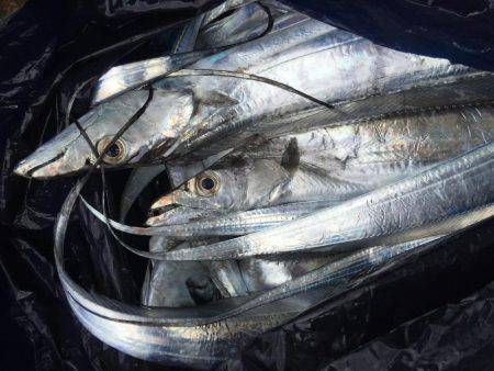 太刀魚釣行 仙正丸 洲本沖