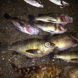 サーフメバリング