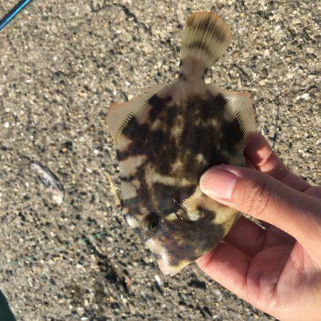 ハゲはダメでしたがー！