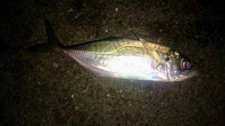 仕事前の朝まずめアジング