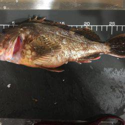 今年最後にビッグなガシラが釣れました