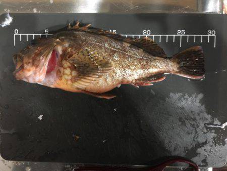 今年最後にビッグなガシラが釣れました