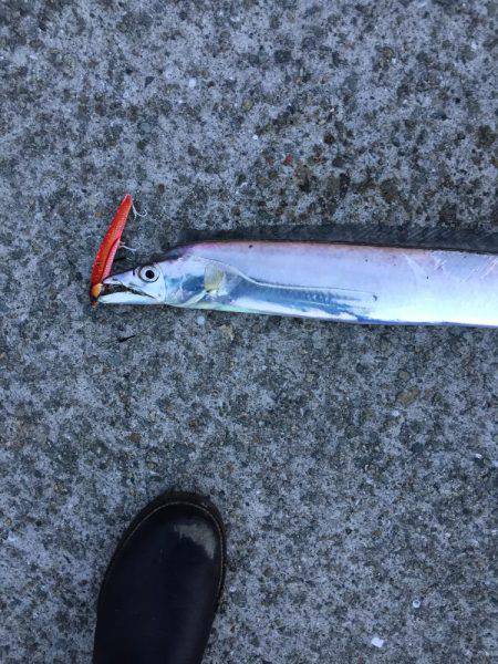 ドラゴン警報発令