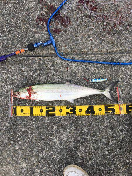 サゴシが釣れました