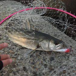 こいつで初めて？！