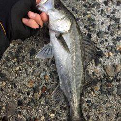 太刀魚釣りたい