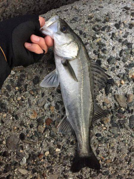 太刀魚釣りたい