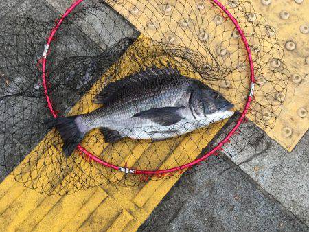 久し振りの良型